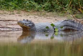 Caiman Negro Selva Peruana